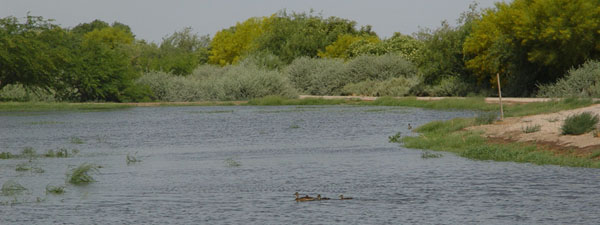 Photo of groundwater recharge pond.