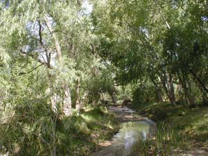 Image of riparian habitat.