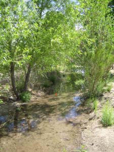 Image of riparian habitat.