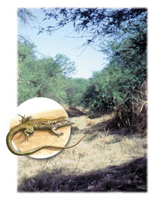The Giant Spotted Whiptail lizard was once common along the Santa Cruz River.  It persists along the mesquite-lined West Branch.  Illustration by Graphic Design.
